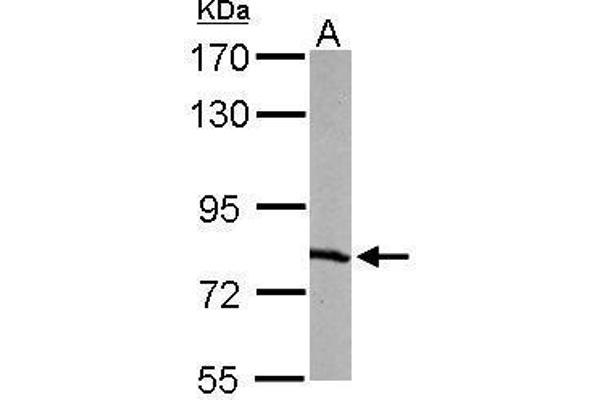 RPA1 Antikörper  (C-Term)