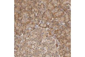 Immunohistochemical staining (Formalin-fixed paraffin-embedded sections) of human pancreas with EPS8 polyclonal antibody  shows cytoplasmic positivity in exocrine glandular cells and islet cells. (EPS8 抗体)