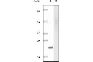 Western Blotting (WB) image for anti-Fibulin 5 (FBLN5) (truncated) antibody (ABIN2464054)