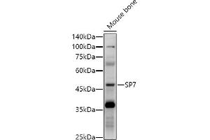 Western blot analysis of extracts of Mouse bone, using SP7 antibody (ABIN7270510) at 1:1000 dilution. (SP7 抗体)