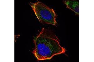 Immunofluorescence analysis of U251 cells using HAS1 mAb (green). (HAS1 抗体)