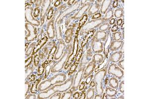 Immunohistochemistry of paraffin-embedded mouse kidney using S Rabbit mAb (ABIN7270501) at dilution of 1:250 (40x lens). (SAMM50 抗体)