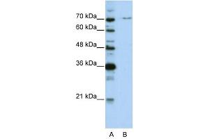 PRPF3 antibody used at 0. (PRPF3 抗体)