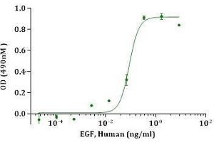 EGF, Human stimulates cell proliferation of the Balb/3T3 Cells. (EGF 蛋白)
