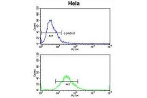 CLASP2 Antibody (pTyr1019) flow cytometric analysis of Hela cells (bottom histogram) compared to a negative control cell (top histogram). (CLASP2 抗体  (AA 1005-1034))