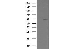Image no. 2 for anti-ERG, ETS transcription factor (ERG) antibody (ABIN1498077) (ERG 抗体)