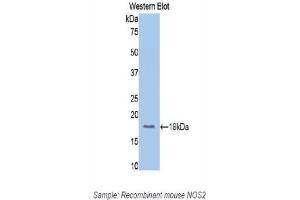 Western Blotting (WB) image for anti-Nitric Oxide Synthase 2, Inducible (NOS2) (AA 526-659) antibody (ABIN7438016)