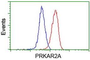 Image no. 2 for anti-Protein Kinase, CAMP-Dependent, Regulatory, Type II, alpha (PRKAR2A) antibody (ABIN1500254) (PRKAR2A 抗体)