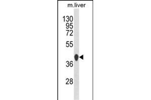 Western blot analysis of HPD Antibody (C-term) (ABIN652532 and ABIN2842359) in mouse liver tissue lysates (35 μg/lane). (HPD 抗体  (C-Term))