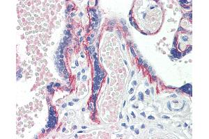 Anti-BOD1 antibody IHC staining of human placenta. (BOD1 抗体  (AA 91-101))