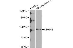 Western blot analysis of extracts of various cell lines, using OPHN1 Antibody (ABIN5975449) at 1/1000 dilution. (Oligophrenin 1 抗体)