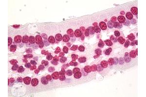 Anti-HIST1H3D antibody IHC staining of human small intestine. (HIST1H3D 抗体  (AA 1-61))