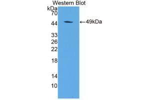 Western blot analysis of recombinant Rat a1AGP. (ORM1 抗体  (AA 19-186))