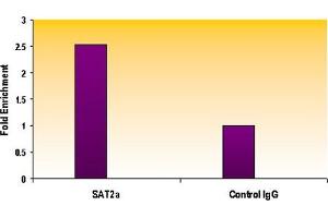 Histone H3 trimethyl Lys9 antibody tested by ChIP analysis. (Histone 3 抗体  (3meLys9))