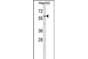 ZP4 Antibody (C-term) (ABIN656652 and ABIN2845893) western blot analysis in HepG2 cell line lysates (35 μg/lane). (ZP4 抗体  (C-Term))