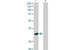Western Blot analysis of PLSCR1 expression in transfected 293T cell line by PLSCR1 MaxPab polyclonal antibody. (PLSCR1 抗体  (AA 1-318))