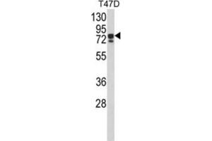 Western Blotting (WB) image for anti-KH-Type Splicing Regulatory Protein (KHSRP) antibody (ABIN3002845)