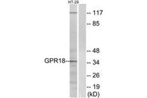 Western blot analysis of extracts from HT-29 cells, using GPR18 Antibody.