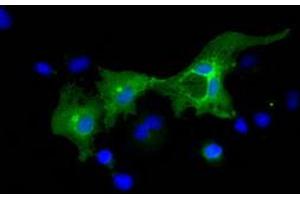 Anti-L1CAM mouse monoclonal antibody (ABIN2453218) immunofluorescent staining of COS7 cells transiently transfected by pCMV6-ENTRY L1CAM (RC211601). (L1CAM 抗体)