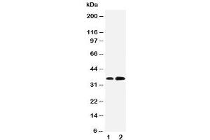 Western blot testing of KLF3 antibody and Lane 1:  rat testis