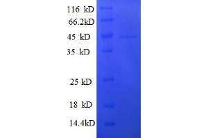SDS-PAGE (SDS) image for General Transcription Factor IIF, Polypeptide 2, 30kDa (GTF2F2) (AA 2-249) protein (His-SUMO Tag) (ABIN5709627) (GTF2F2 Protein (AA 2-249) (His-SUMO Tag))