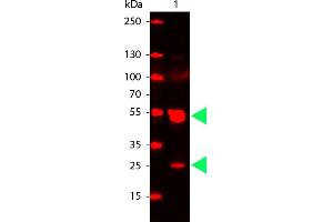 Rat IgG (H&L) Antibody CY5 Conjugated Pre-Adsorbed - Western Blot. (山羊 anti-大鼠 IgG Antibody (Cy5) - Preadsorbed)