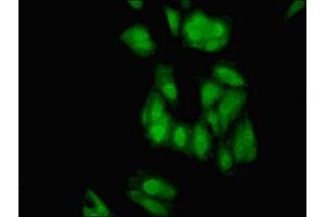 Immunofluorescent analysis of Hela cells using ABIN7151479 at dilution of 1:100 and Alexa Fluor 488-congugated AffiniPure Goat Anti-Rabbit IgG(H+L) (ELAVL2 抗体  (AA 4-356))