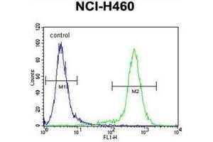Flow cytometric analysis of NCI-H460 cells using Lipocalin-9 Antibody (N-term) Cat. (LCN9 抗体  (N-Term))