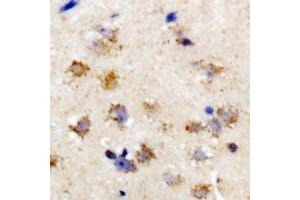 Immunohistochemical analysis of eIF2S3 staining in rat brain formalin fixed paraffin embedded tissue section. (EIF2S3 抗体)