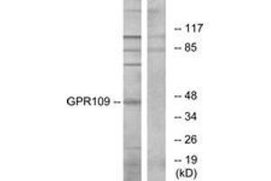 Western blot analysis of extracts from RAW264. (GPR109 抗体  (AA 285-334))