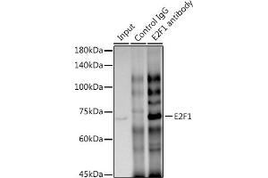 Immunoprecipitation analysis of 300 μg extracts of HT-29 cells using 3 μg E2F1 antibody (ABIN7266873). (E2F1 抗体)