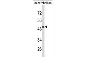 Western blot analysis of FMOD Antibody (C-term) (ABIN653190 and ABIN2842740) in mouse cerebellum tissue lysates (35 μg/lane). (Fibromodulin 抗体  (C-Term))