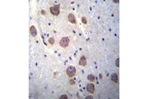 Formalin fixed, paraffin embedded human brain tissue stained with RGS7 Antibody (C-term) followed by peroxidase conjugation of the secondary antibody and DAB staining. (RGS7 抗体  (C-Term))