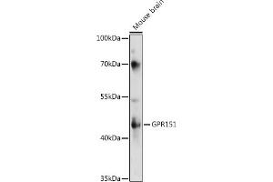 Western blot analysis of extracts of various cell lines, using GPR151 antibody (ABIN7267296) at 1:1000 dilution. (GPR151 抗体  (AA 310-419))