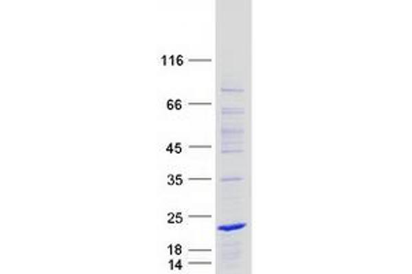 BEX1 Protein (Myc-DYKDDDDK Tag)