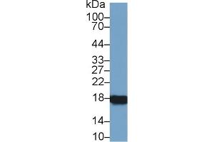 Western Blotting (WB) image for anti-Peptidylprolyl Isomerase A (Cyclophilin A) (PPIA) (AA 2-164) antibody (ABIN7432967)