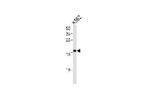 POLE3 抗体  (N-Term)