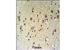 LIMD2 Antibody (N-term) (ABIN651242 and ABIN2840151) IHC analysis in formalin fixed and paraffin embedded human brain tissue followed by peroxidase conjugation of the secondary antibody and DAB staining. (LIMD2 抗体  (N-Term))