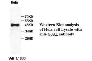 Image no. 2 for anti-Gap Junction Protein, alpha 1, 43kDa (GJA1) antibody (ABIN791219) (Connexin 43/GJA1 抗体)