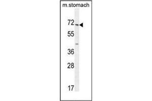 Western blot analysis of ESCO2 Antibody  in mouse stomach tissue lysates (35ug/lane). (ESCO2 抗体  (Middle Region))