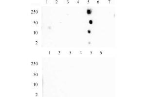 Histone H4 monomethyl Lys20 mAb (Clone 5E10-D8) tested by dot blot analysis. (Histone H4 抗体  (meLys20))