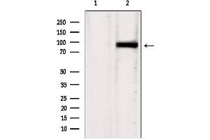 Western blot analysis of extracts from HepG2, using IFT88 antibody. (IFT88 抗体  (C-Term))