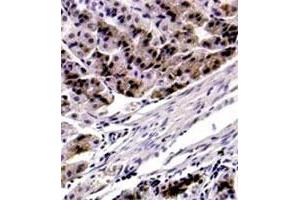 IHC : FOXP4 polyclonal antibody  (5 ug/mL) staining of formalin-fixed parrafin embedded mouse stomach. (FOXP4 抗体  (C-Term))
