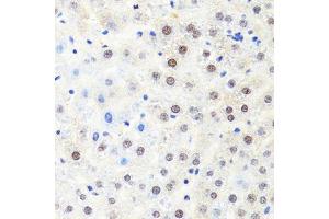Immunohistochemistry of paraffin-embedded rat liver using POLR2B antibody. (POLR2B 抗体  (AA 1-260))