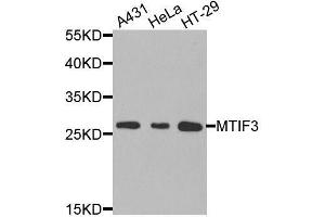 Western blot analysis of extracts of various cell lines, using MTIF3 antibody. (MTIF3 抗体  (AA 1-278))