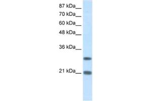 Western Blotting (WB) image for anti-Msh Momeobox 2 (Msx2) antibody (ABIN2461660) (Msx2/Hox8 抗体)