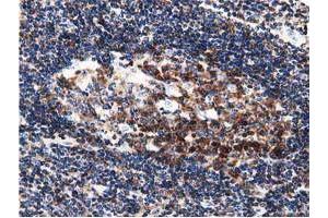 Immunohistochemistry (IHC) image for anti-DnaJ (Hsp40) Homolog, Subfamily A, Member 2 (DNAJA2) antibody (ABIN1497861) (DNAJA2 抗体)