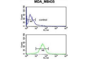 Flow cytometric analysis of MDA-MB435 cells (bottom histogram) compared to a negative control cell (top histogram) using GPR17 Antibody . (GPR17 抗体  (Middle Region))