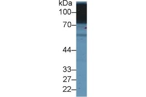 Detection of SLC3A2 in Human Hela cell lysate using Polyclonal Antibody to Solute Carrier Family 3, Member 2 (SLC3A2) (SLC3A2 抗体  (AA 213-349))