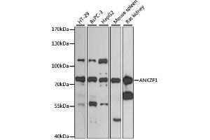 Western blot analysis of extracts of various cell lines, using ANKZF1 antibody (ABIN6290010) at 1:3000 dilution. (ANKZF1 抗体)